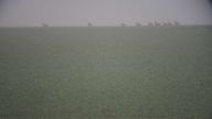 (RO) Dropii în ceață și ploaie, pe o parcelă de rapiță în Wiltshire<br> (HU) Túzokok egy repceparcellán a szemerkélő esőben és ködben<br> (ENG) Great Bustards in Wiltshire on a rapeseed field<br>