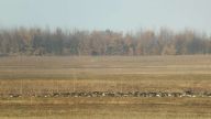 (RO) 15 februarie 2019 - gâște sălbatice hrănindu-se<br> (HU) 2019.02.15. táplálkozó vadlibák a telepített gyepen<br> (ENG) 15 February 2019 - wild geese feeding<br>