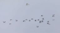 (RO) Dropii în zbor, Salonta<br> (HU) Repülő túzokok, Nagyszalonta<br> (ENG) Flying bustards near Salonta<br>
