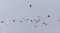 (RO) Dropii în zbor, Salonta<br> (HU) Repülő túzokok, Nagyszalonta<br> (ENG) Flying bustards near Salonta<br>