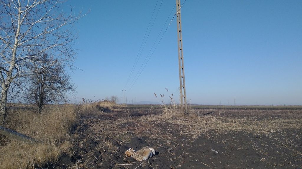 Pioneering conservation measures in Romania applied in Salonta, Romania, for Great Bustards