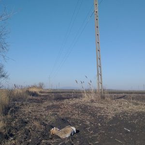 Pioneering conservation measures in Romania applied in Salonta, Romania, for Great Bustards
