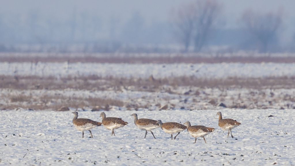 Great Bustard Diary: How Does Winter Influence the Behaviour of the Great Bustards? [part 1/2]