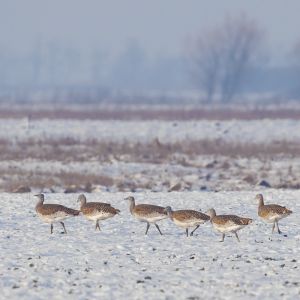 Great Bustard Diary: How Does Winter Influence the Behaviour of the Great Bustards? [part 1/2]